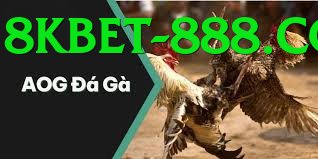 Đá Gà Trực Tiếp - 8kbet